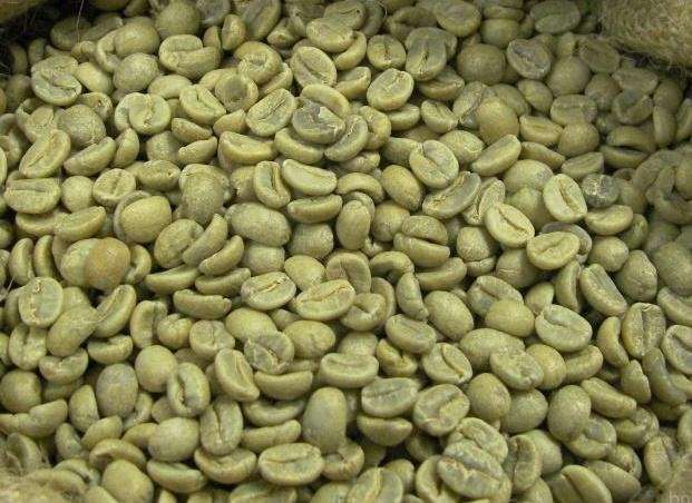 Robusta Coffee Beans for sale - Image 4